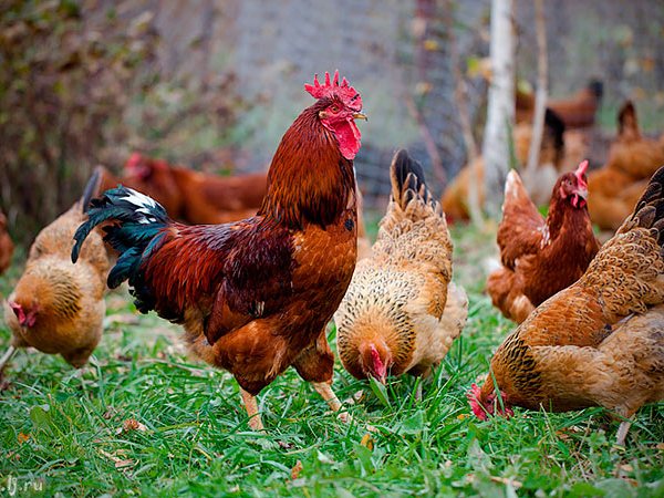 Породы куриц | ЗооТом - продажа, вязка и услуги для животных в Ангарске