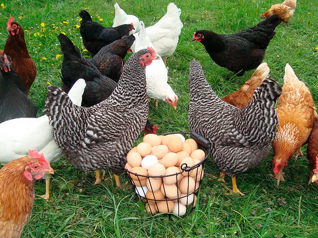 Содержание кур и уход за ними | ЗооТом - продажа, вязка и услуги для животных в Ангарске
