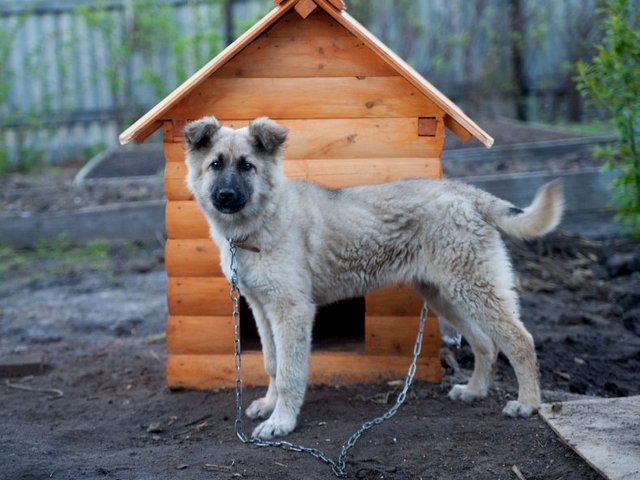 Все о собаках в Ангарске Все о собаках в Ангарске